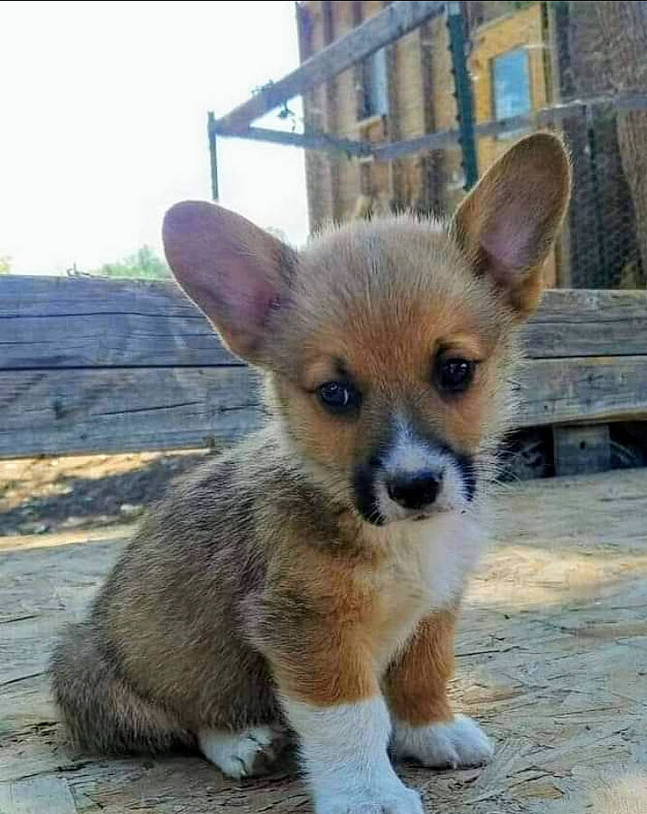 Mr. Roo is registered to the contest to win money with this photo: canidae, carnivore, companion_dog, dog, dog_breed, fawn, fur, puppy, sky, snout, tail, terrestrial_animal, whiskers, wildlife