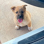 Dozer is registered to the contest to win money with this photo: animal, black, brown, concrete, cute, dog, door, ears, fur, happy, looking_up, outdoor, paw, pet, playful, puppy, sitting, tongue_out, vehicle, young_dog