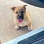 animal, black, brown, concrete, cute, dog, door, ears, fur, happy, looking_up, outdoor, paw, pet, playful, puppy, sitting, tongue_out, vehicle, young_dog