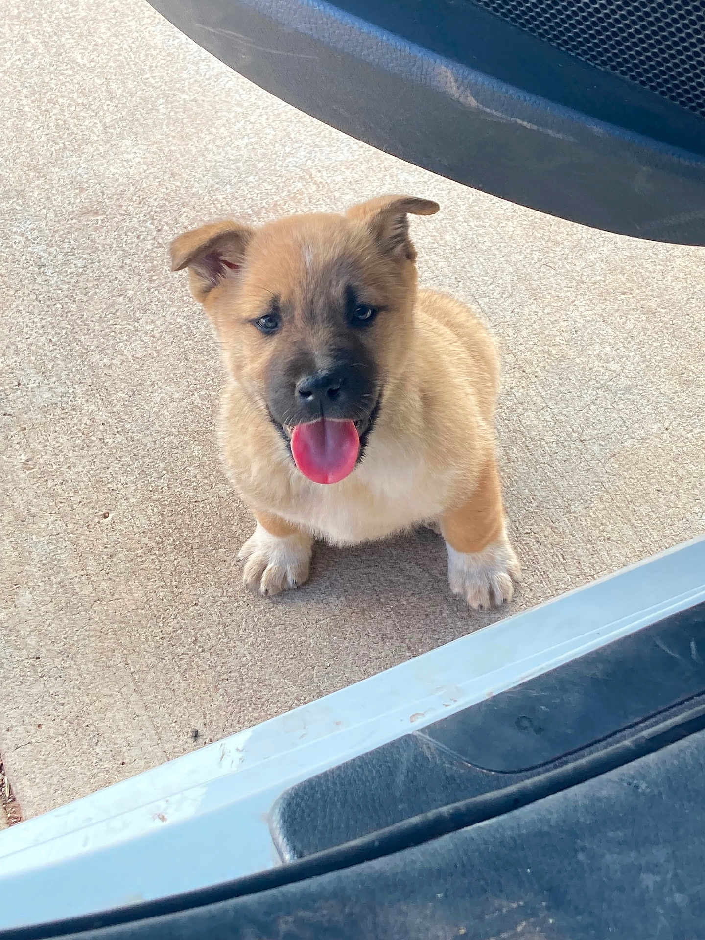 Dozer is registered to the contest to win money with this photo: animal, black, brown, concrete, cute, dog, door, ears, fur, happy, looking_up, outdoor, paw, pet, playful, puppy, sitting, tongue_out, vehicle, young_dog