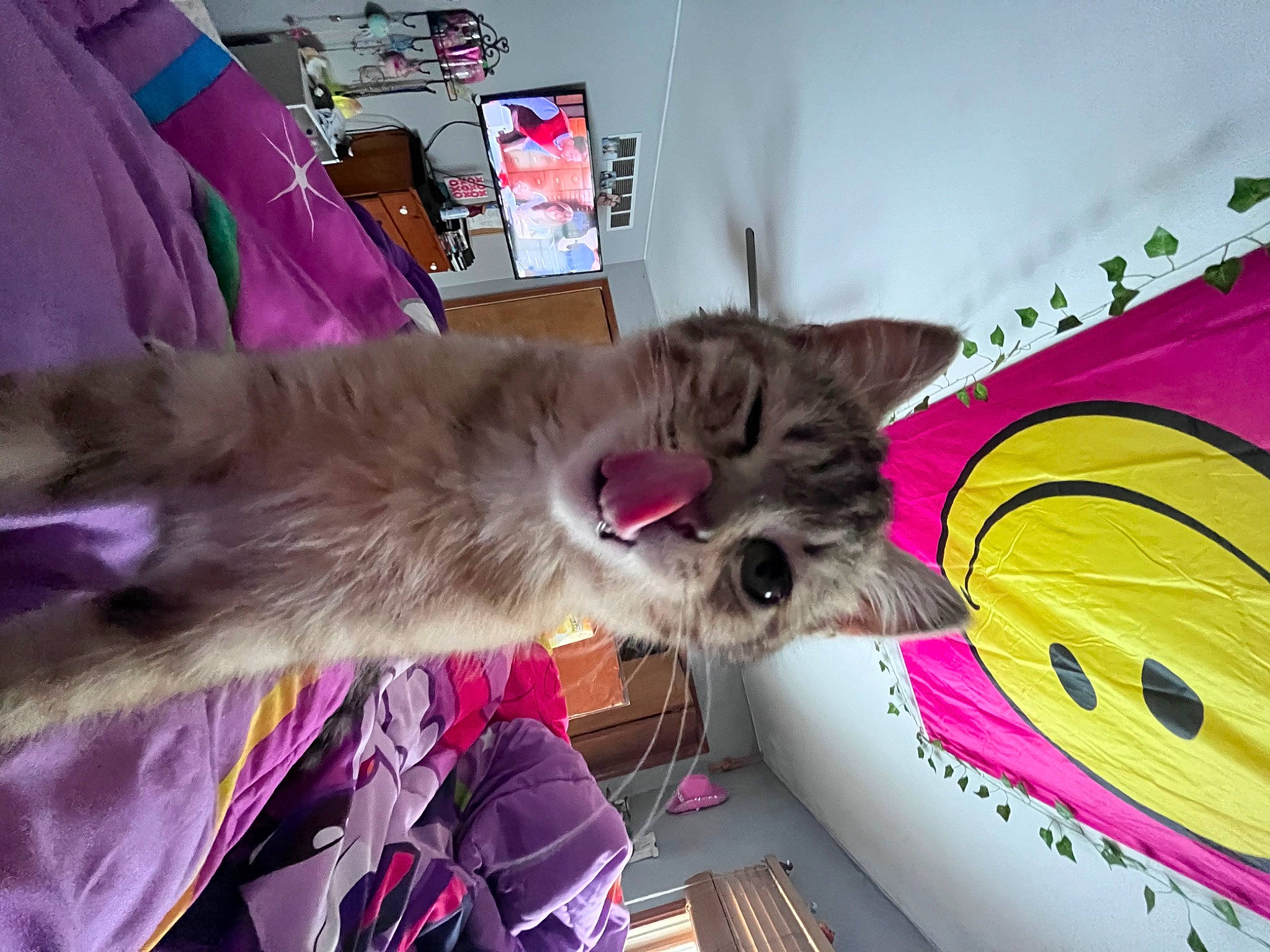 Kitten joined the competition — help win amazing prizes! box, canidae, carnivore, cat, collar, companion_dog, dog_breed, fashion_accessory, fawn, felidae, fur, magenta, paw, pet_supply, purple, small_to_medium_sized_cats, snout, sporting_group, tail, whiskers