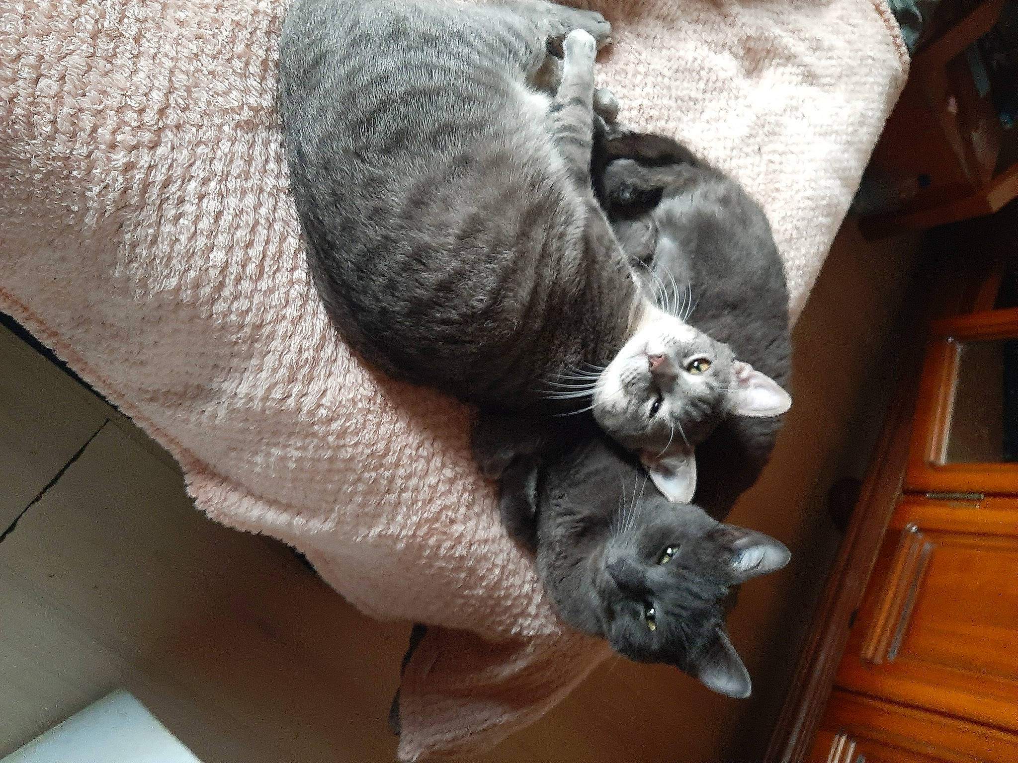 Rasta Et Xenon a rejoint le concours — aidez-le/la à gagner de superbes lots ! carnivore, cat, cat_supply, claw, comfort, domestic_short_haired_cat, felidae, fur, grey, hardwood, mammal, nap, small_to_medium_sized_cats, tail, varnish, vertebrate, whiskers, wood, wood_stain