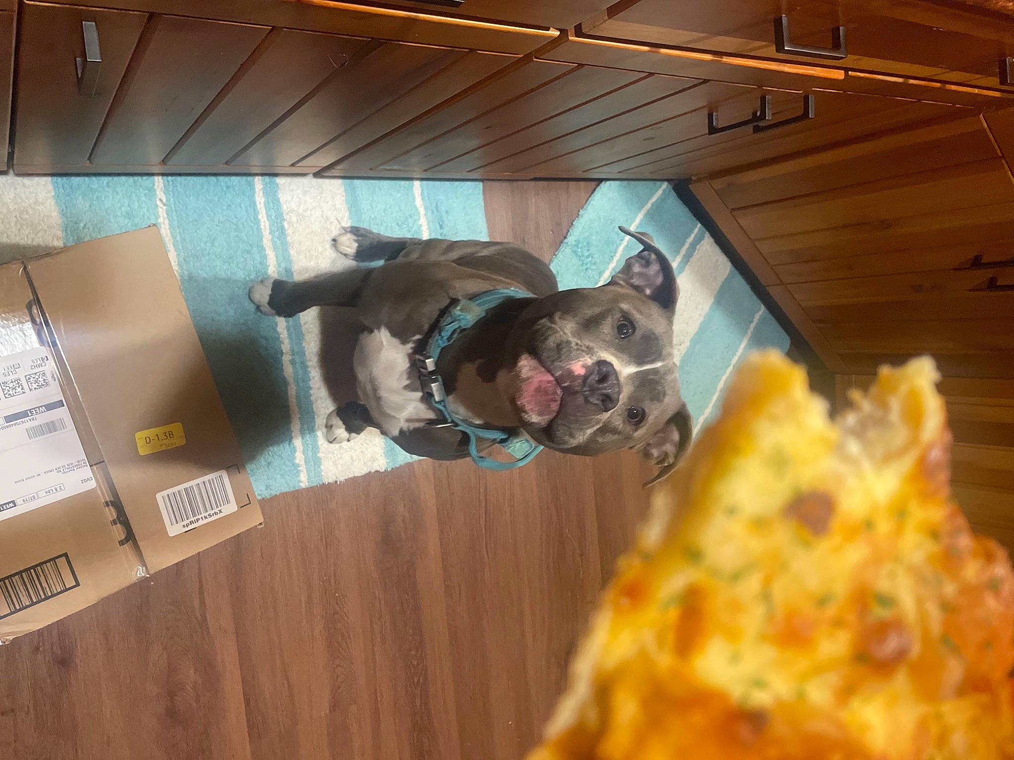 Maya is registered to the contest to win money with this photo: carnivore, comfort_food, companion_dog, dog, dog_breed, event, fast_food, felidae, finger_food, flooring, food, fur, hardwood, ingredient, pizza, pizza_cheese, produce, recipe, room, wood