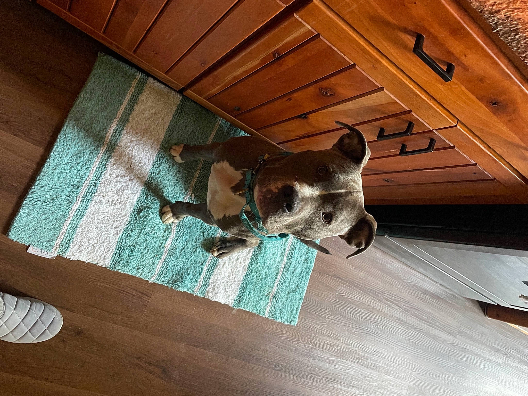 Maya joined the competition — help win amazing prizes! brown, carnivore, comfort, companion_dog, dog, dog_breed, fawn, floor, flooring, hardwood, laminate_flooring, pattern, pet_supply, plank, plywood, room, sporting_group, wood, wood_flooring, wood_stain