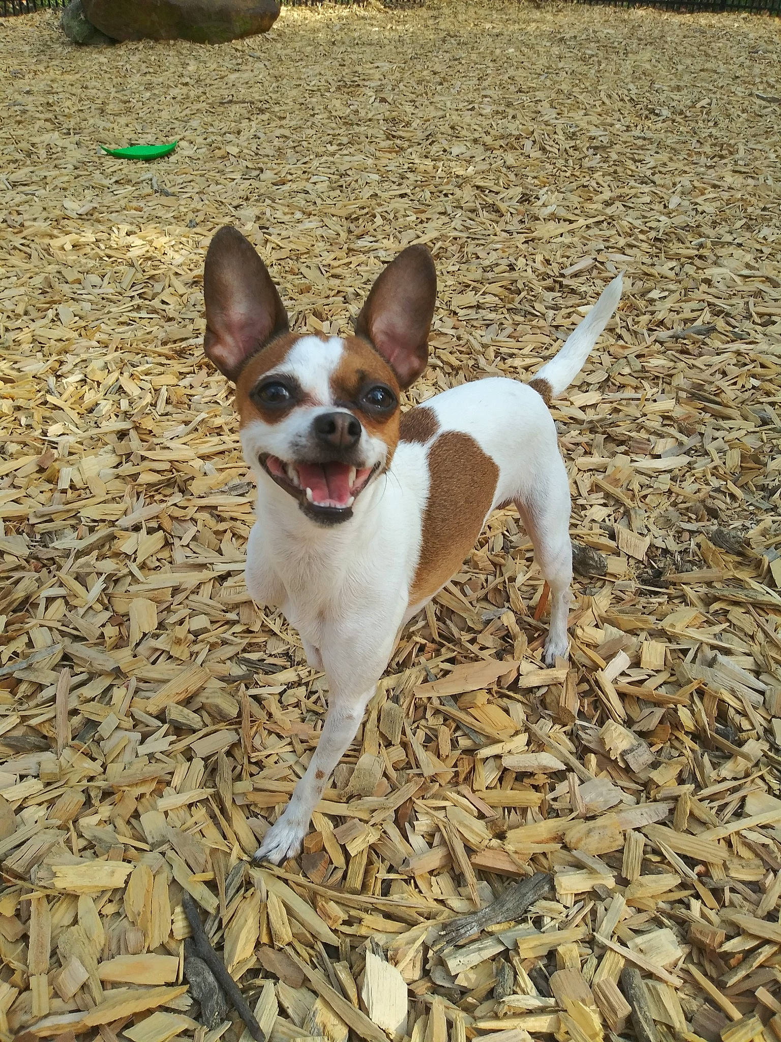 Izzy is registered to the contest to win money with this photo: canidae, carnivore, chihuahua, companion_dog, corgi_chihuahua, dog, dog_breed, fawn, feist, mammal, miniature_fox_terrier, rat_terrier, teddy_roosevelt_terrier, tenterfield_terrier, terrier, toy_dog, toy_fox_terrier, vertebrate