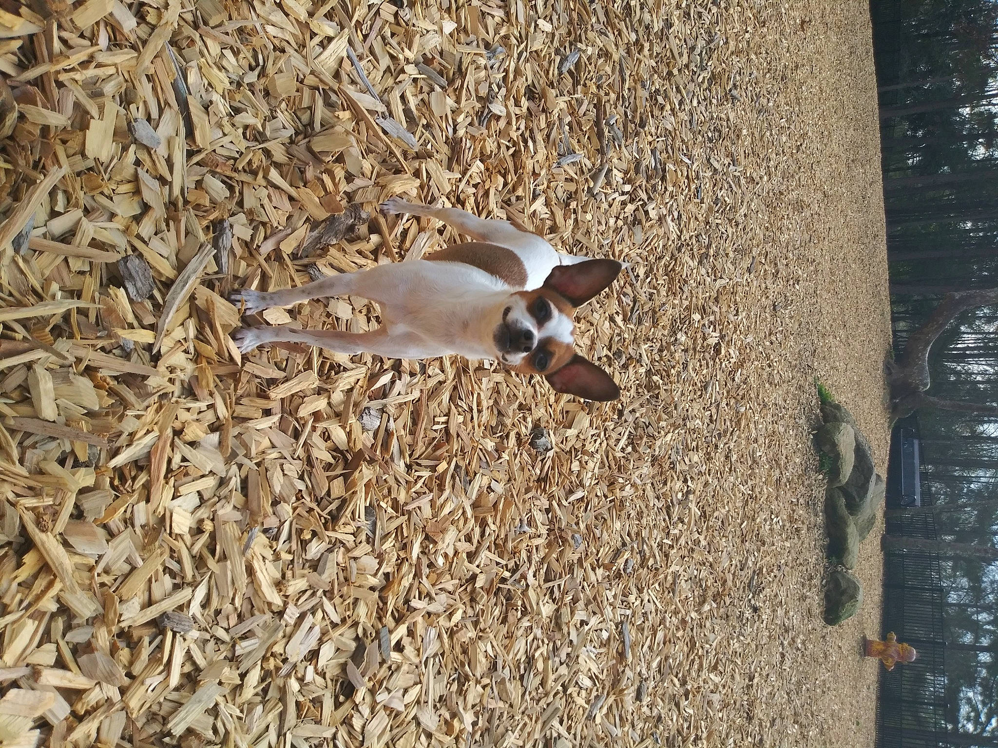 Izzy is registered to the contest to win money with this photo: adaptation, fawn, soil