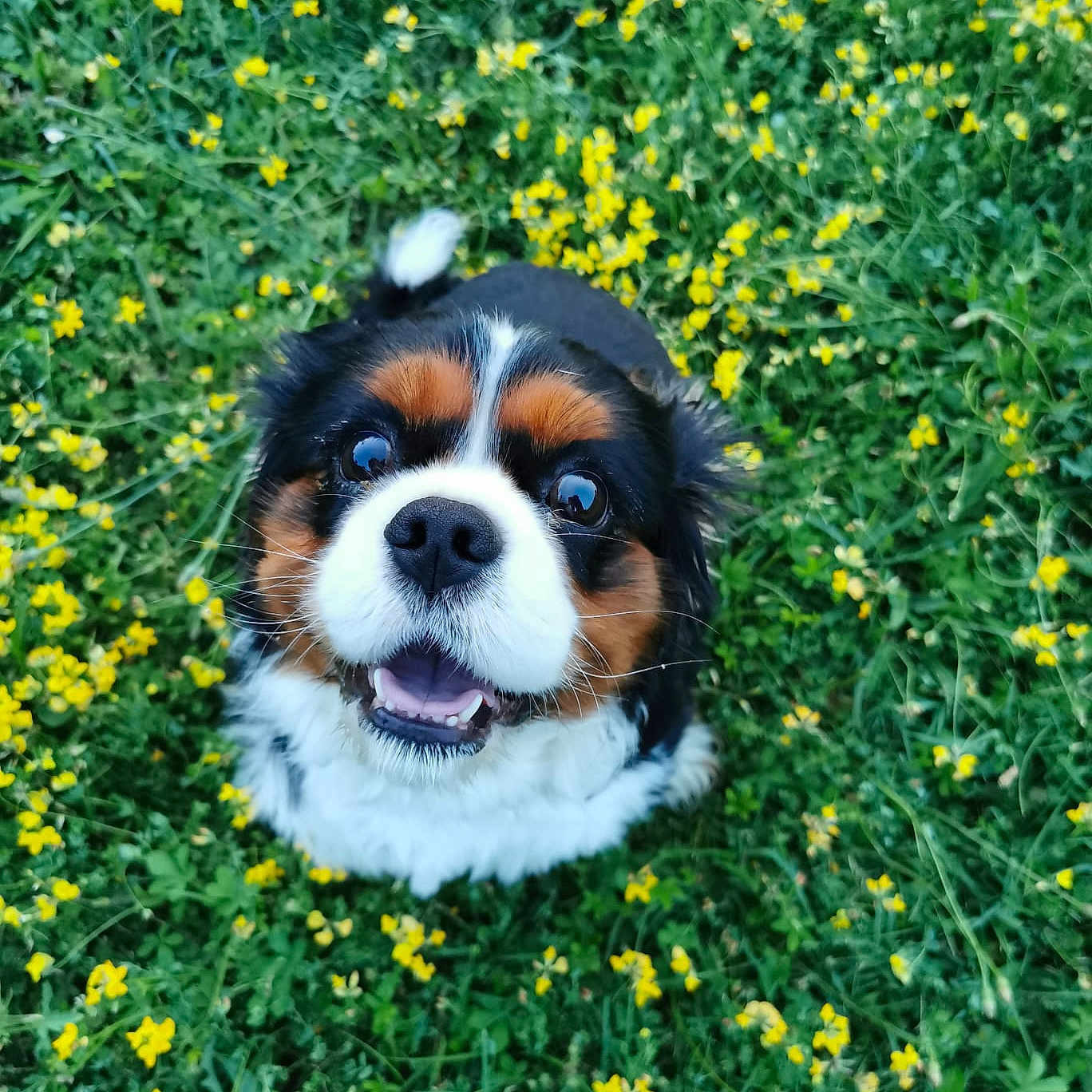 Richy participe au concours pour gagner de l'argent avec cette photo : animal, canine, daisy, dog, face, field, flower, grass, grassland, green, head, nature, outdoors, person, pet, photography, plant, portrait, puppy, vegetation