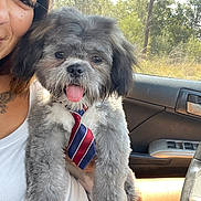 Pluto joined the competition — help win amazing prizes! car, casual, cute, dog, gray_fur, greenery, happy, interior, lap, nature, person, pet, portrait, seat, smile, sunlight, tie, tongue_out, white_fur, window
