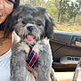car, casual, cute, dog, gray_fur, greenery, happy, interior, lap, nature, person, pet, portrait, seat, smile, sunlight, tie, tongue_out, white_fur, window