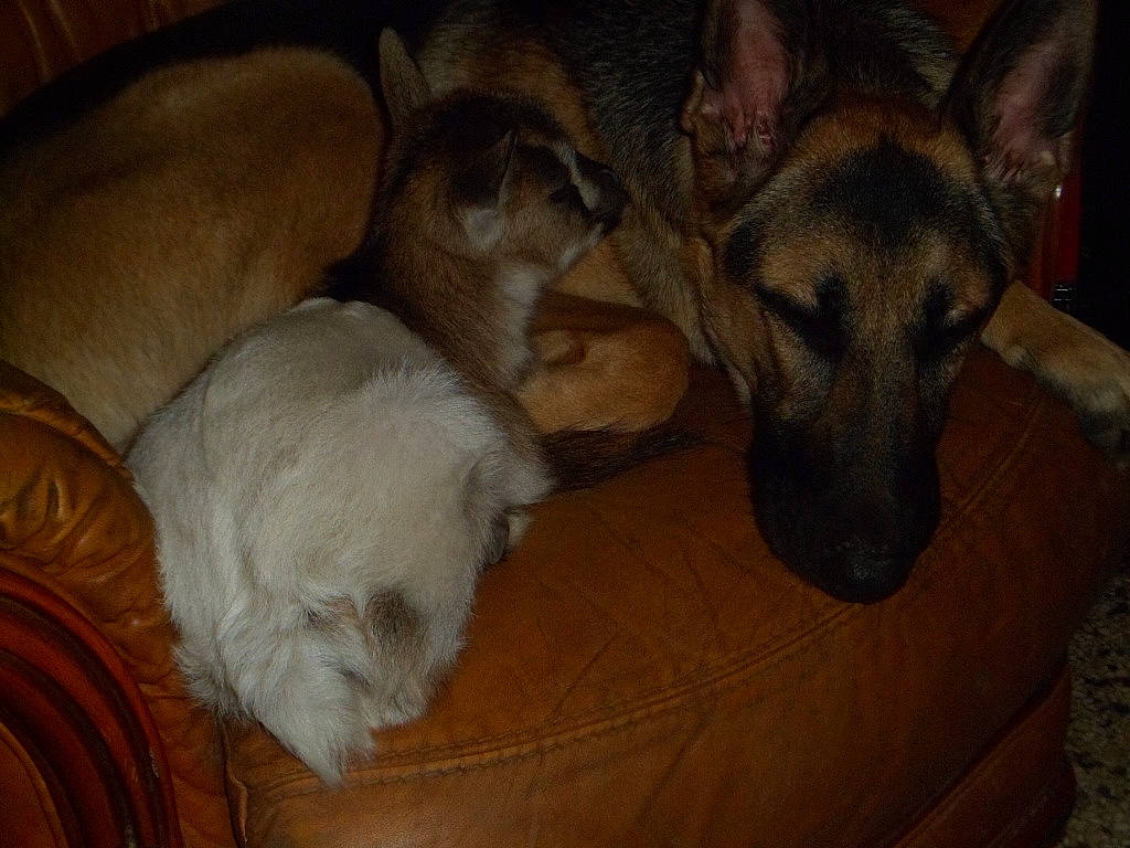 Horka a rejoint le concours — aidez-le/la à gagner de superbes lots ! canidae, carnivore, czechoslovakian_wolfdog, dog, dog_breed, fawn, german_shepherd_dog, mammal, snout, vertebrate, wolfdog