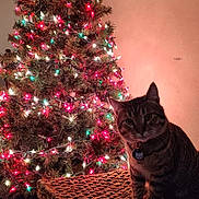 Salem joined the competition — help win amazing prizes! christmas_tree, cat, tabby_cat, indoor, christmas_lights, wicker_table, decor, holiday, festive, pet, feline, animal, home, wall_art, cross, ornament, lighting, night, curious, sitting