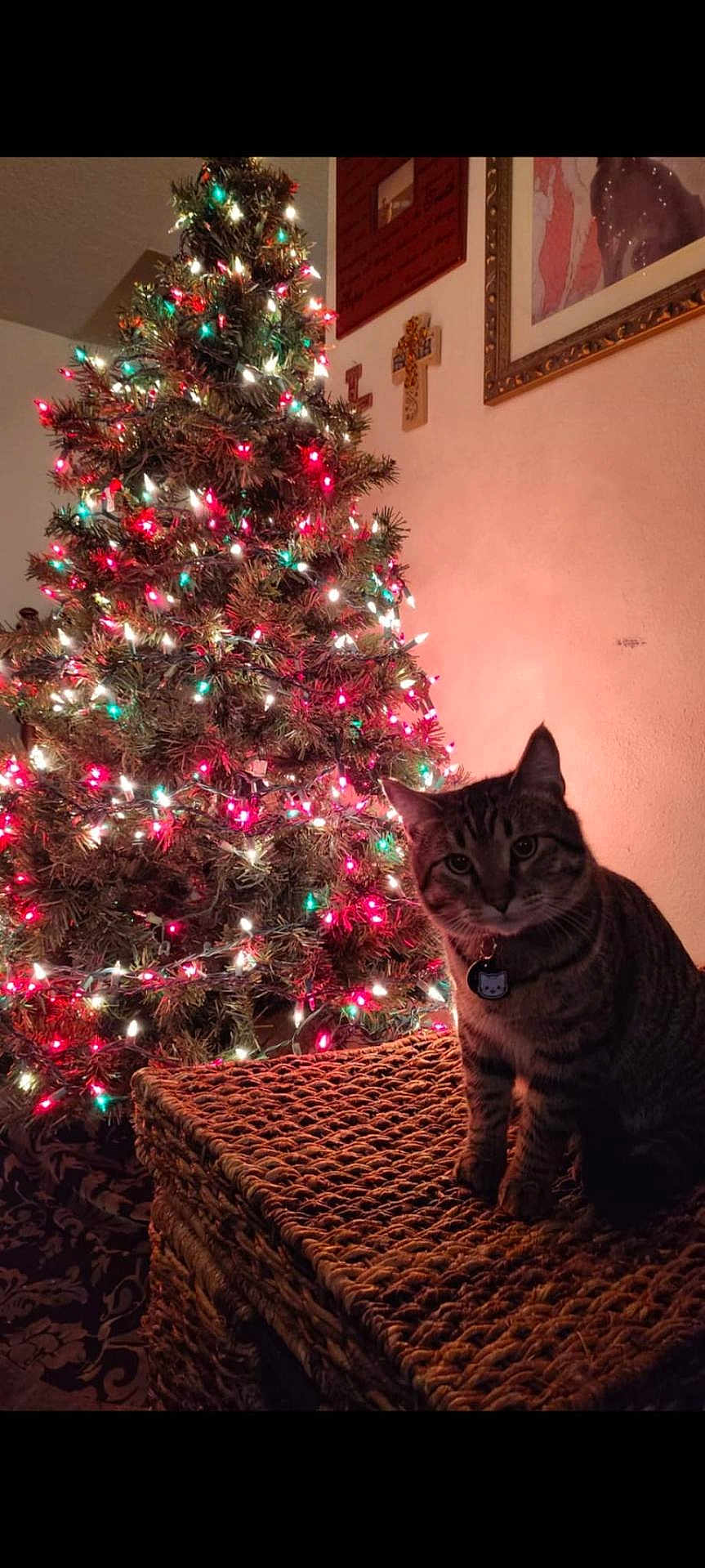 Salem joined the competition — help win amazing prizes! christmas_tree, cat, tabby_cat, indoor, christmas_lights, wicker_table, decor, holiday, festive, pet, feline, animal, home, wall_art, cross, ornament, lighting, night, curious, sitting