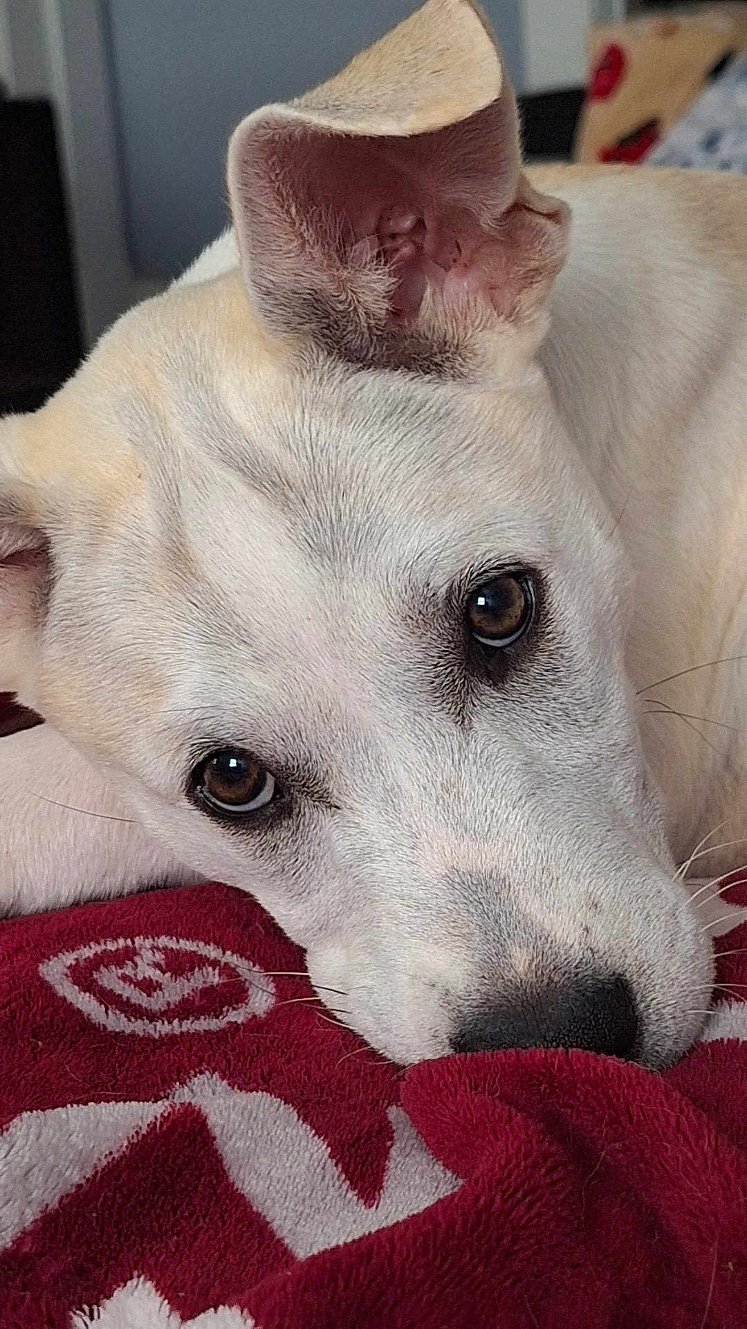 Nova