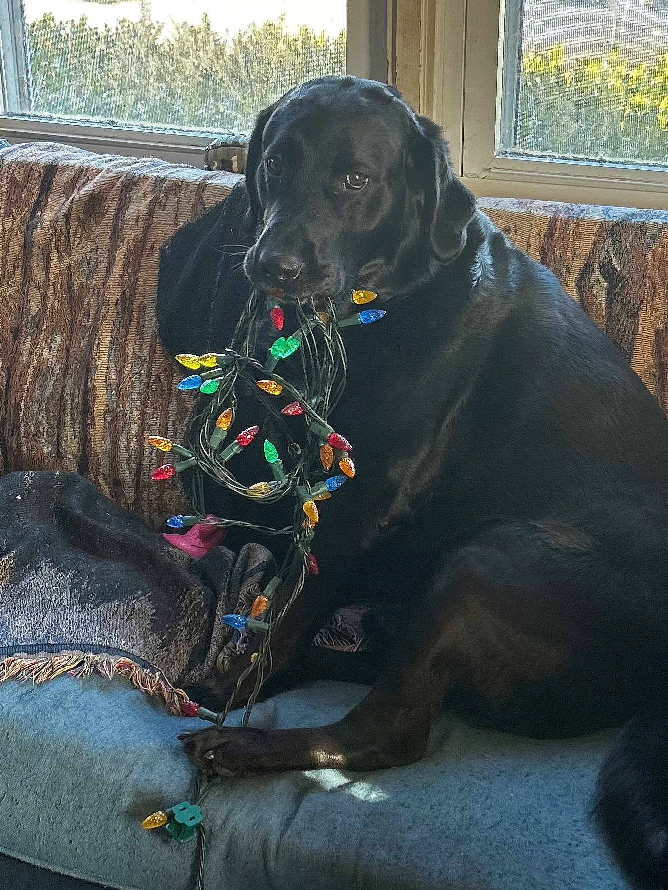 Roscoe