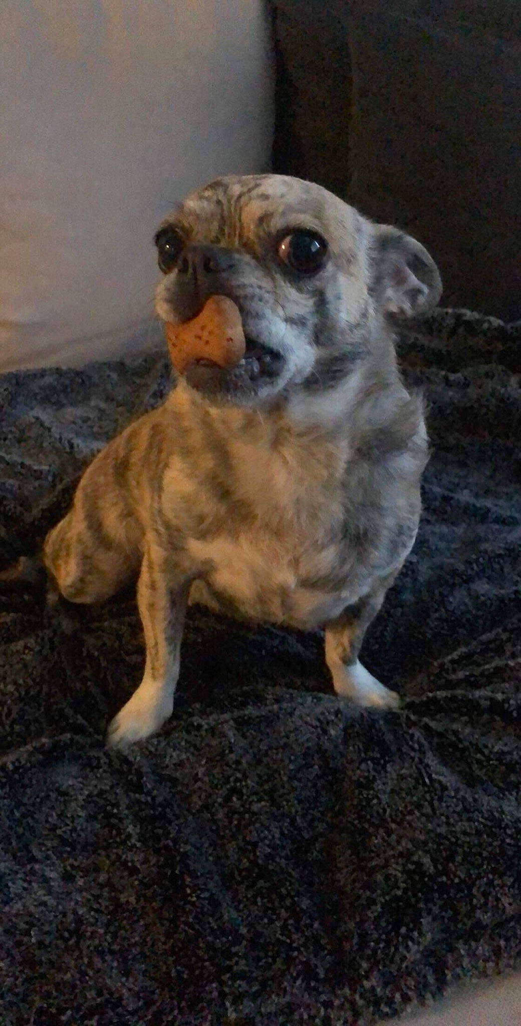 Nalla a rejoint le concours — aidez-le/la à gagner de superbes lots ! ancient_dog_breeds, canidae, carlin_pinscher, carnivore, companion_dog, dog, dog_breed, fawn, mammal, pug, puggle, puppy, snout, sporting_group, vertebrate, whiskers