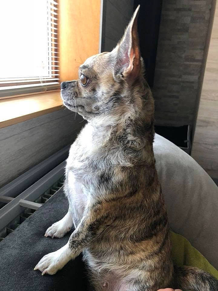 Nalla a rejoint le concours — aidez-le/la à gagner de superbes lots ! canidae, carnivore, dog, dog_breed, fawn, mammal, puppy, snout, vertebrate, whiskers