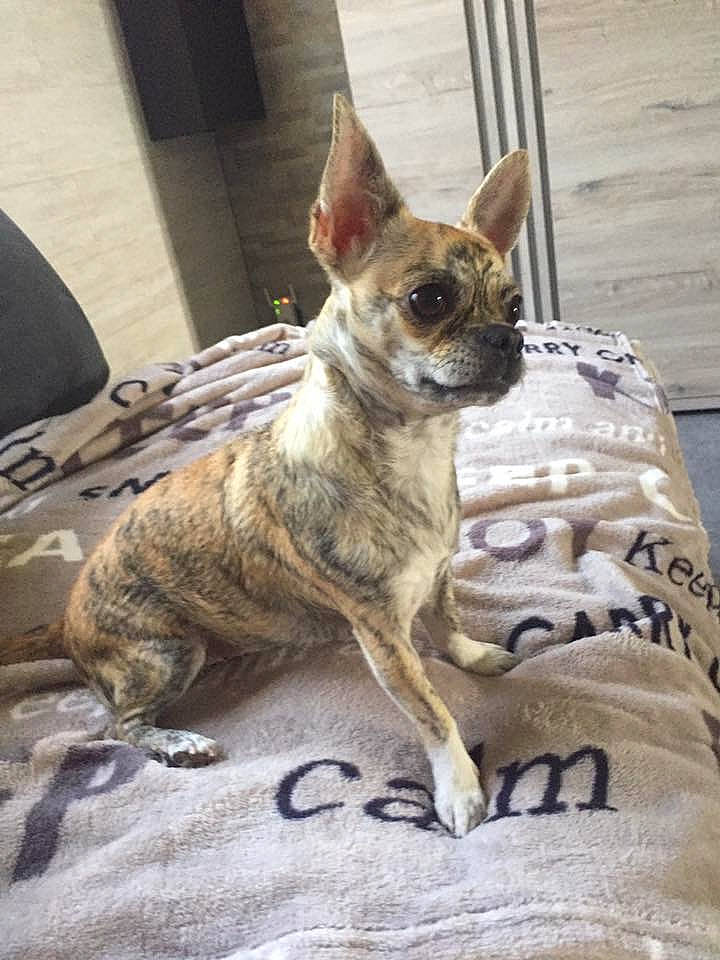 Nalla participe au concours pour gagner de l'argent avec cette photo : canidae, carnivore, chihuahua, companion_dog, dog, dog_breed, fawn, french_bulldog, mammal, non_sporting_group, snout, toy_dog, vertebrate