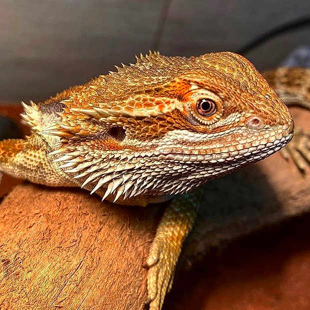 Eragon