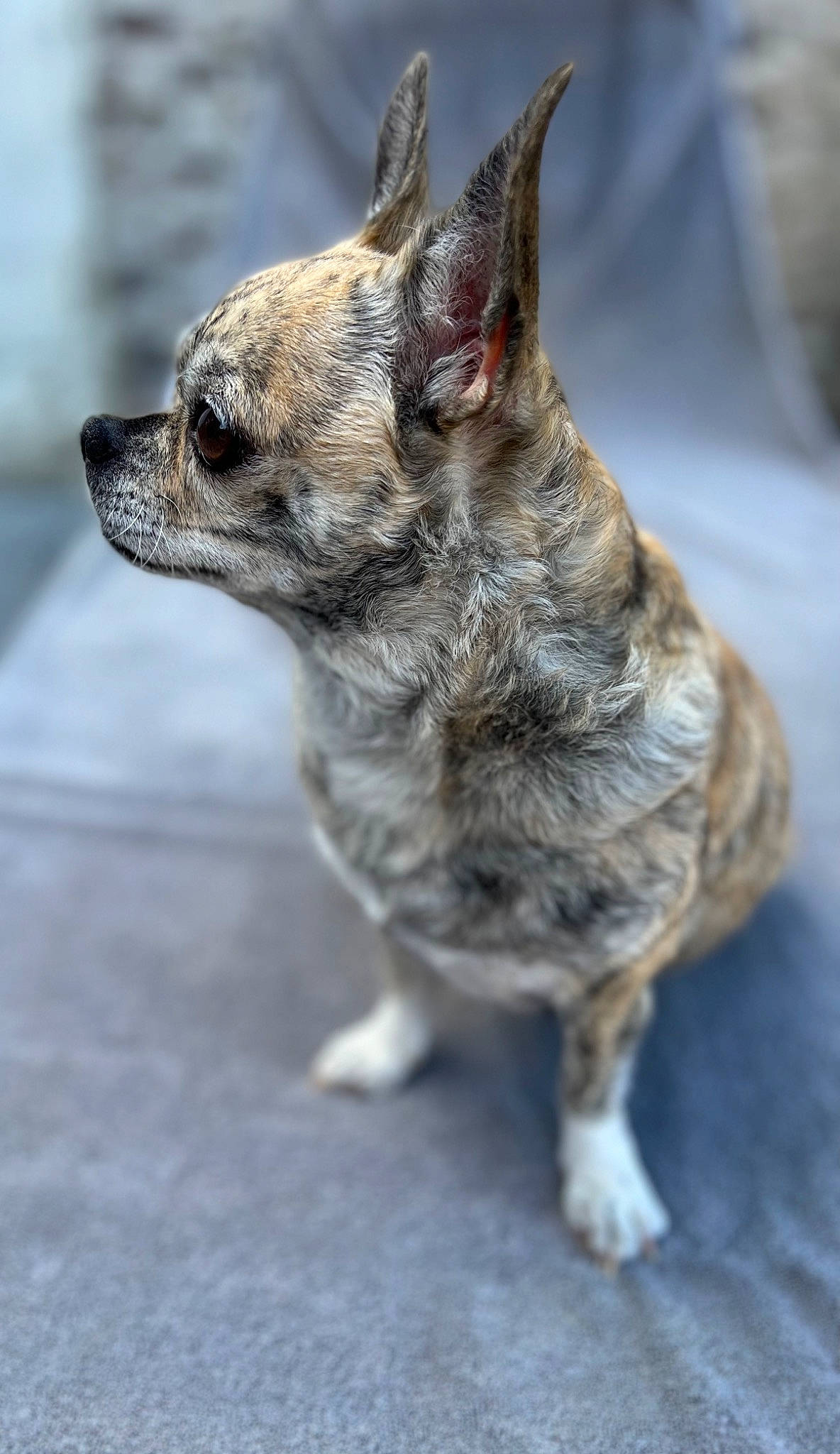 Nalla a rejoint le concours — aidez-le/la à gagner de superbes lots ! art, canidae, carnivore, claw, collar, companion_dog, dog, dog_breed, dog_collar, dog_supply, eye, fawn, fur, grey, snout, sporting_group, tail, terrestrial_animal, whiskers, working_animal