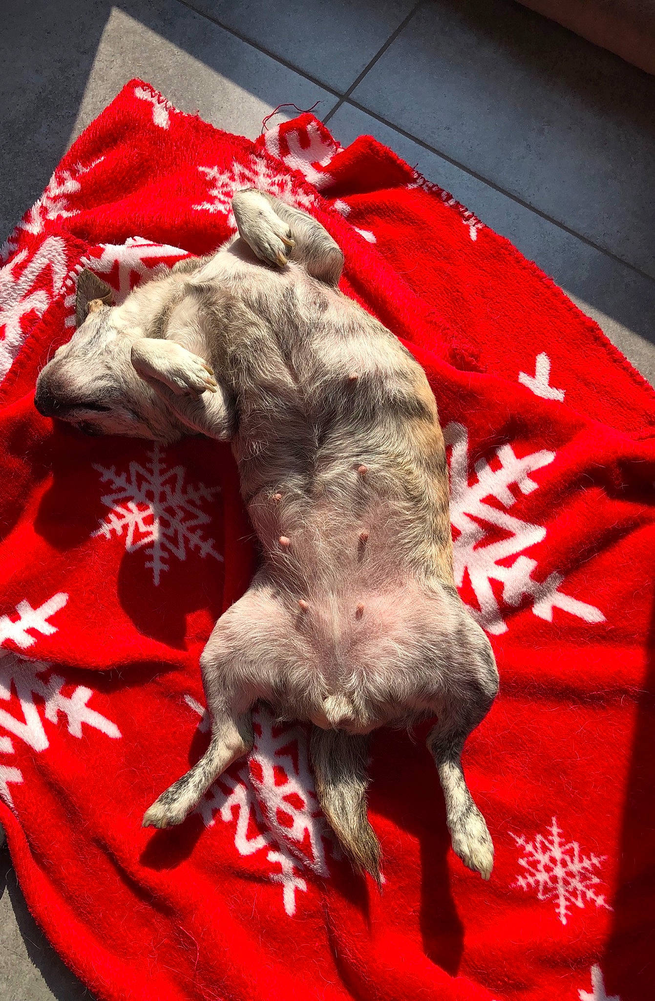 Nalla a rejoint le concours — aidez-le/la à gagner de superbes lots ! canidae, carnivore, companion_dog, dog, dog_breed, flesh, lurcher, non_sporting_group, peruvian_hairless_dog, sporting_group, tail