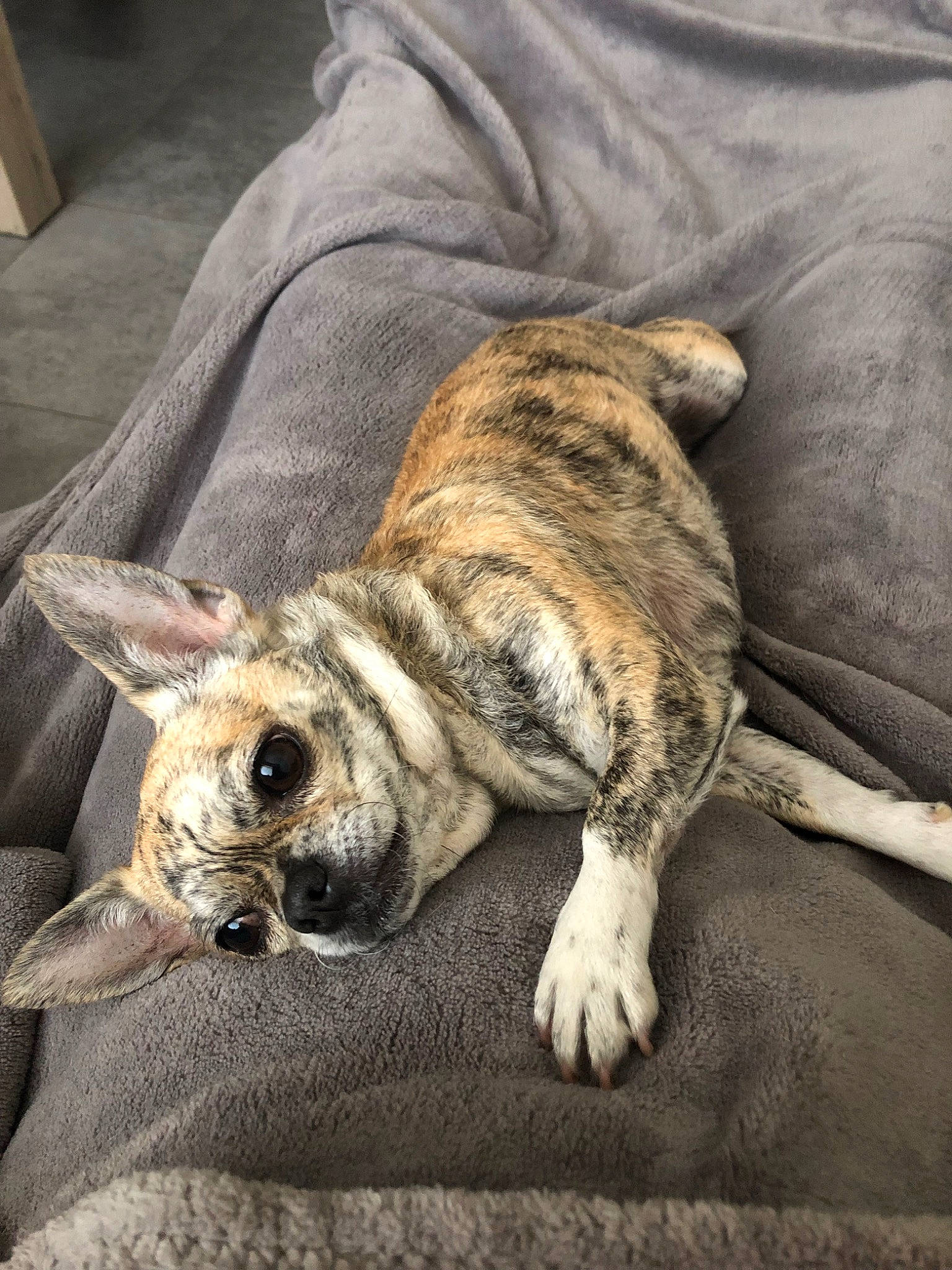 Nalla a rejoint le concours — aidez-le/la à gagner de superbes lots ! canidae, carnivore, cat, companion_dog, dog, dog_breed, ear, fawn, felidae, mammal, paw, snout, vertebrate, whiskers