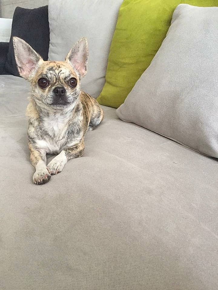 Nalla participe au concours pour gagner de l'argent avec cette photo : canidae, carnivore, chihuahua, companion_dog, dog, dog_breed, ear, fawn, french_bulldog, mammal, non_sporting_group, paw, pug, puppy, snout, sporting_group, toy_dog, vertebrate, whiskers