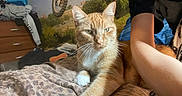 Polo is registered to the contest to win money with this photo: bed, bedding, bedroom, blanket, cat, close_up, clothes, dresser, fur, human_arm, indoor, motorbike, motorcycle_poster, orange_tabby, paw, person_partial, pet, portrait, relaxed, whiskers