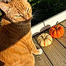 Polo is registered to the contest to win money with this photo: autumn, cat, close_up, cozy, fall_decor, ginger_cat, grass, orange_color, outdoor, paw, pet, porch, pumpkin, rustic, shadow, small_gourd, squinting, sunlight, whiskers, wood_deck
