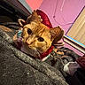 Polo is registered to the contest to win money with this photo: bed, blanket, cat, close_up, costume, cozy, curtain, eyes, feline, fur, ginger_cat, holiday_outfit, indoor, orange_cat, pet, portrait, reindeer_antlers, soft_lighting, whiskers, window