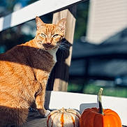 Polo joined the competition — help win amazing prizes! autumn, bokeh, cat, closeup, fall, fur, ginger_cat, mini_pumpkin, orange_cat, outdoor, pet, porch, pumpkin, railing, seasonal, shadow, shallow_depth_of_field, sunlight, whiskers, wooden_deck