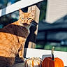 autumn, bokeh, cat, closeup, fall, fur, ginger_cat, mini_pumpkin, orange_cat, outdoor, pet, porch, pumpkin, railing, seasonal, shadow, shallow_depth_of_field, sunlight, whiskers, wooden_deck