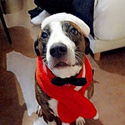 Cooky participe au concours pour gagner de l'argent avec cette photo : animal, blurred_background, brown, canine, clothing, companion, cute, dog, domestic, festive, floor, furniture, hat, holiday, indoor, person, pet, scarf, seated, white