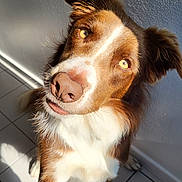 Taïko a rejoint le concours — aidez-le/la à gagner de superbes lots ! dog, brown_and_white, paw, curious_eyes, sunlight, tiled_floor, indoor, pet, canine, close_up, furry, friendly, looking_up, whiskers, ears, nose, shadow, texture, wall, floor