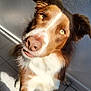dog, brown_and_white, paw, curious_eyes, sunlight, tiled_floor, indoor, pet, canine, close_up, furry, friendly, looking_up, whiskers, ears, nose, shadow, texture, wall, floor