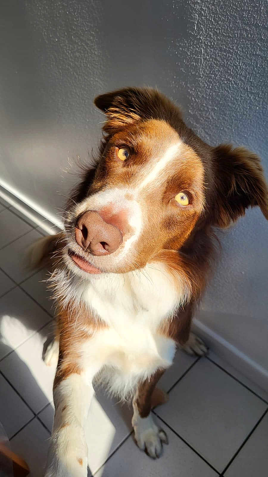 Taïko a rejoint le concours — aidez-le/la à gagner de superbes lots ! dog, brown_and_white, paw, curious_eyes, sunlight, tiled_floor, indoor, pet, canine, close_up, furry, friendly, looking_up, whiskers, ears, nose, shadow, texture, wall, floor