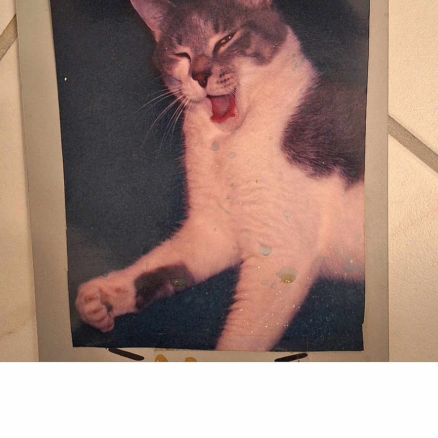 Walley joined the competition — help win amazing prizes! abyssinian, accessories, animal, architecture, bodypart, box, building, cat, face, head, indoors, kitten, manx, mouth, outdoors, person, pet, photography, portrait, shelter