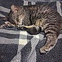cat, tabby, sleeping_cat, blanket, plaid_pattern, paw, whiskers, fur, cozy, indoor, pet, nap, bed, sleeping, curled_up, tail, closeup, texture, grey, stripes