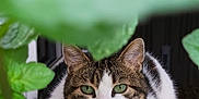 Pupuce participe au concours pour gagner de l'argent avec cette photo : cat, green_eyes, leaf, plant, outdoor, pet, animal, nature, closeup, white_fur, tabby, whiskers, ears, curious, face, hidden, background, window, feline, portrait