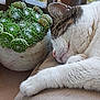 Pupuce participe au concours pour gagner de l'argent avec cette photo : cat, sleeping, succulent, plant, pot, cushion, outdoor, fence, rest, relaxation, fur, whiskers, nose, ear, paw, texture, green, brown, closeup, nature