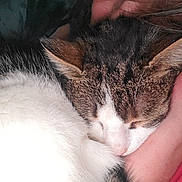 Pupuce participe au concours pour gagner de l'argent avec cette photo : cat, tabby_cat, white_fur, sleeping, person, face, snuggling, close_up, fur, eyes_closed, cozy, comfort, nose, ear, hand, skin, pink_clothing, resting, intimacy, warmth