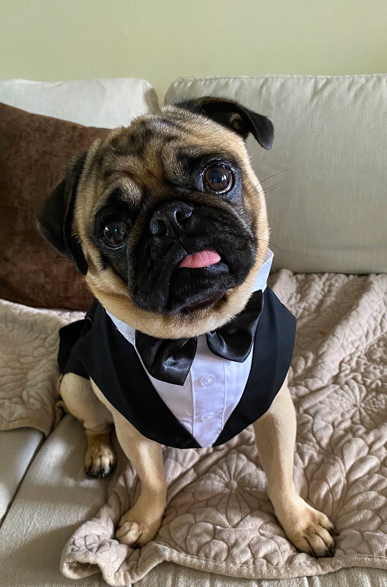 Theodore is registered to the contest to win money with this photo: canidae, carnivore, collar, companion_dog, dog, dog_breed, dog_clothes, dog_collar, dog_supply, dress, fawn, leash, plant, pug, snout, sporting_group, toy_dog, whiskers, working_animal, wrinkle
