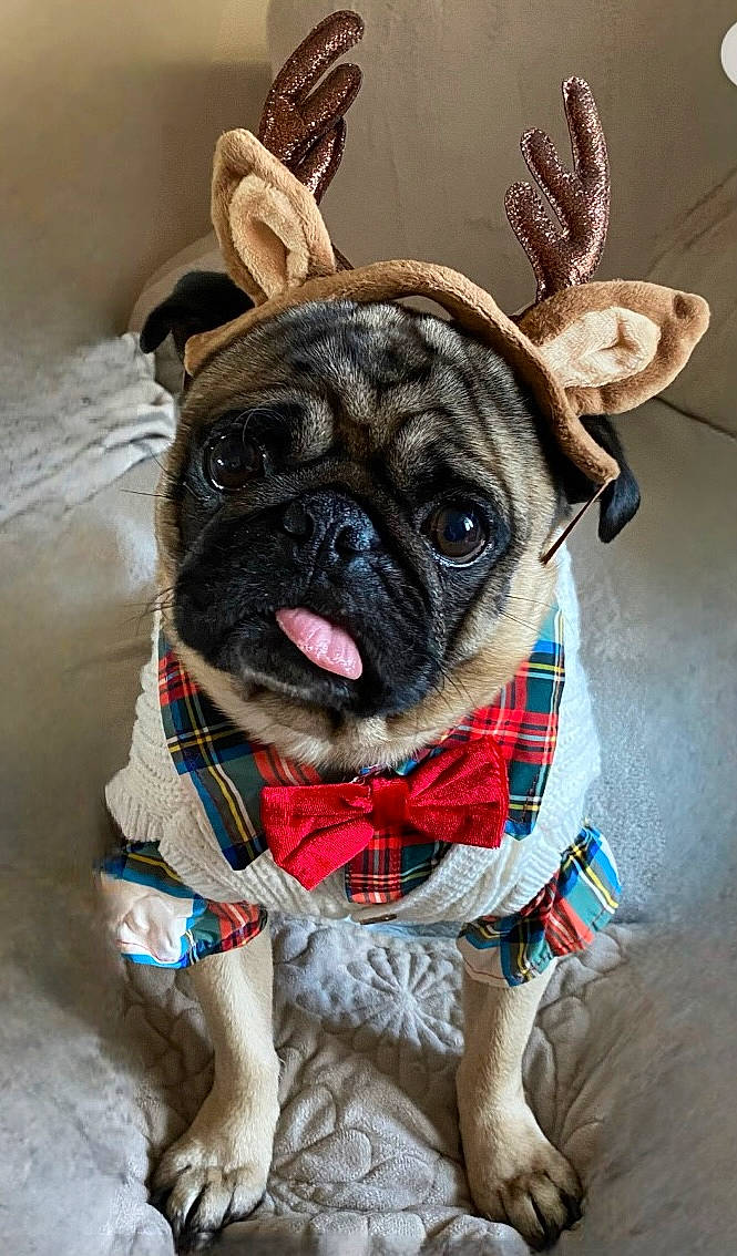 Theodore is registered to the contest to win money with this photo: canidae, carnivore, collar, companion_dog, dog, dog_breed, dog_clothes, dog_collar, dog_supply, ear, fawn, fur, leash, pet_supply, pug, snout, sporting_group, toy_dog, whiskers, working_animal