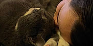 Henny Bee joined the competition — help win amazing prizes! cat, person, sleeping, cozy, indoor, closeup, pet, animal, paw, fur, resting, face, human, bed, blanket, comfort, cute, relaxation, friendship, warmth