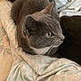 cat, gray_cat, pet, animal, whiskers, fur, bed, blanket, patterned_blanket, indoor, resting, domestic_cat, cute, feline, closeup, looking_away, cozy, soft, yellow_eyes, relaxed