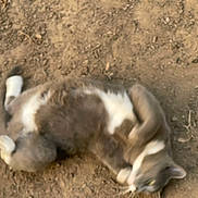 Henny Bee is registered to the contest to win money with this photo: cat, animal, pet, fur, white_paws, gray_fur, dirt, ground, outdoor, rolling, blurred, motion, nature, wildlife, mammal, cute, domestic_animal, feline, playful, resting