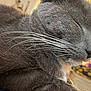 cat, gray_cat, close_up, whiskers, sleeping, pet, feline, fur, animal, domestic_animal, relaxed, indoor, mammal, cute, face, nose, mouth, soft, peaceful, cozy