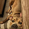Livai participe au concours pour gagner de l'argent avec cette photo : animal, blanket, brown, carpet, close_up, couch, cozy, dog, floppy_ears, funny_expression, home, indoor, large_dog, lying_down, pet, pink_ear, portrait, short_hair, sleeping, wrinkles
