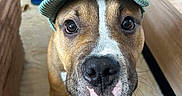 Livai a rejoint le concours — aidez-le/la à gagner de superbes lots ! dog, canine, pet, portrait, close_up, knitted_hat, hat, brown_fur, white_marking, wide_eyes, black_nose, indoor, home, living_room, furniture, floor, couch, table, standing, funny