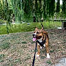 Livai a rejoint le concours — aidez-le/la à gagner de superbes lots ! brown_fur, daylight, dog, grass, greenery, happy, harness, leash, nature, outdoor, panting, park, path, pond, standing, tail, tongue, trees, white_fur, willow_tree