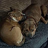 animal_portrait, blanket, brown_dog, canine, carpet, close-up, collar, couch, cozy, cuddling, dogs, home, indoors, living_room, pets, relaxed, resting, short-haired, sleeping, two_dogs